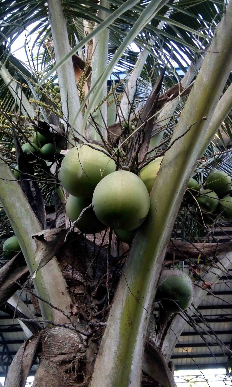 Organic Faith: The Seed of Eternal Life (Part 11) — Manariwa